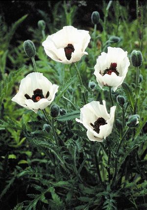 'Royal Wedding' Oriental Poppy