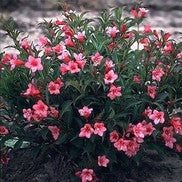 Weigela 'Rumba'