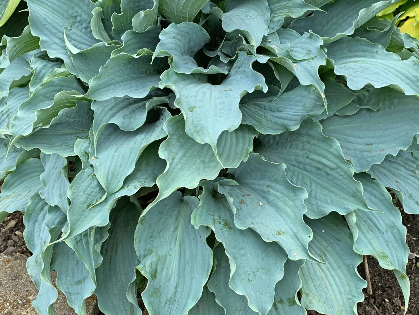 Dancing with Dragons Hosta