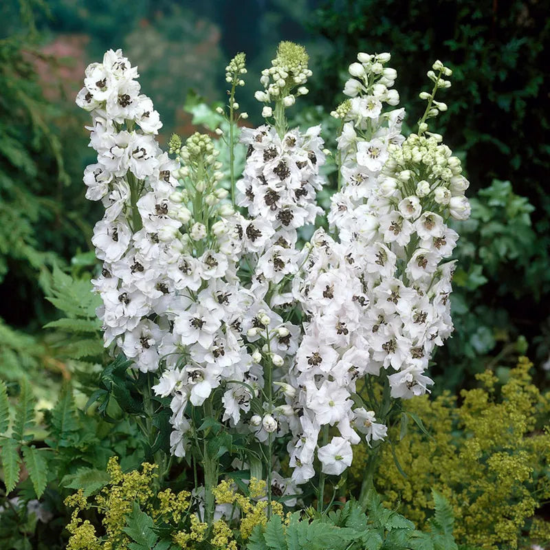 Delphinium - 'Percival' Larkskpur