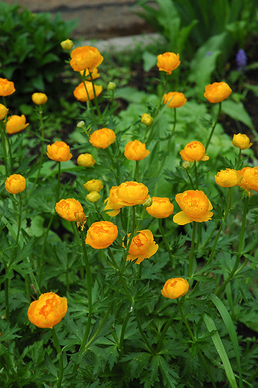'Orange Princess' Globe Flower