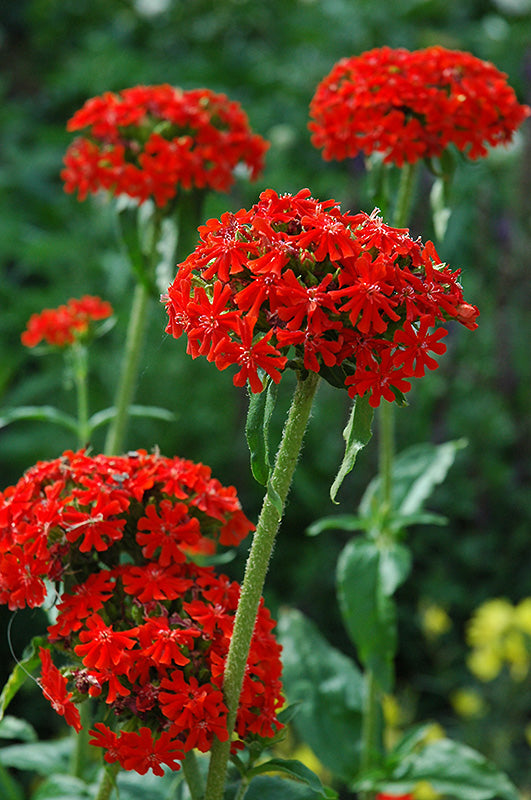 Maltese Cross