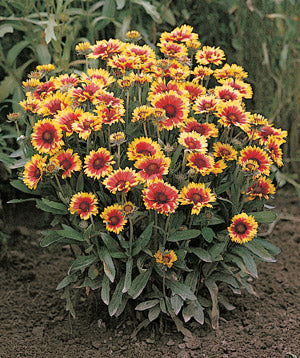 'Goblin' Blanket Flower