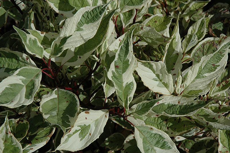 'Silver Charm' Dogwood