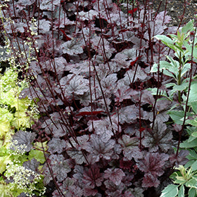 'Plum Pudding' Coral Bells