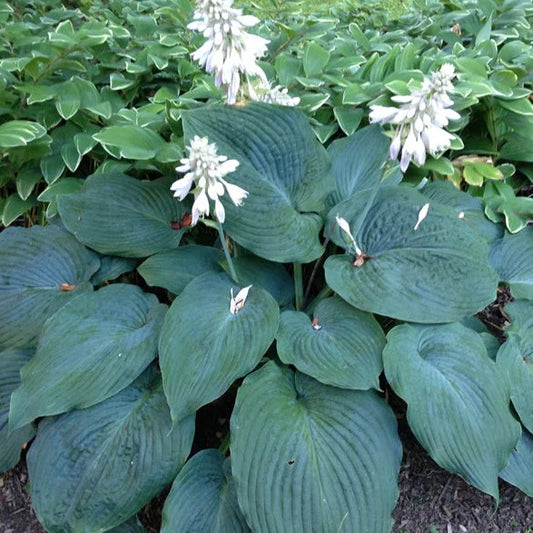 Hosta - 'Blue Angel'