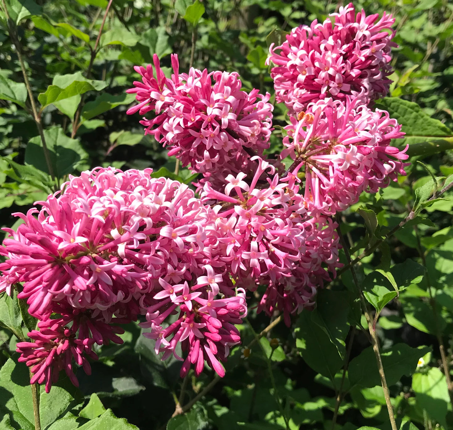 'Miss Canada' Lilac