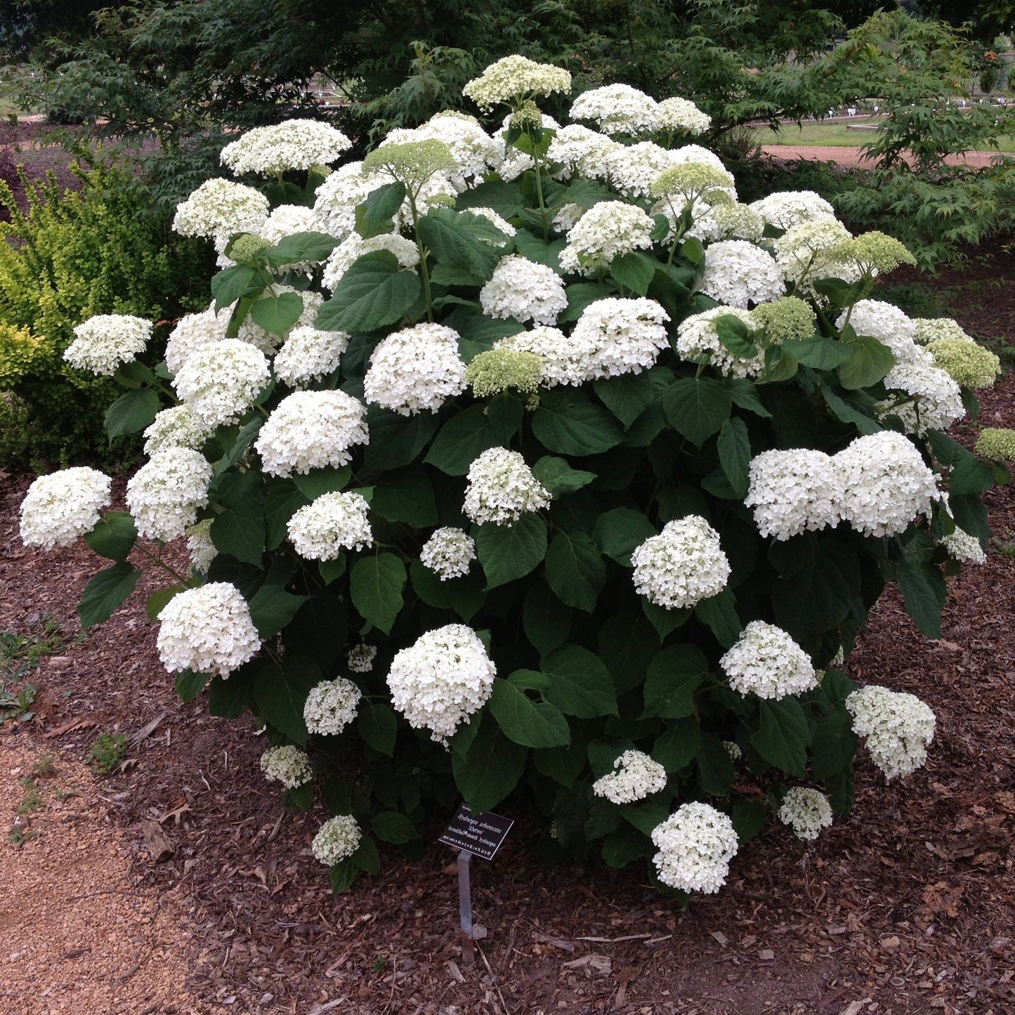 Hydrangea 'Incrediball'