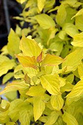 'Neon Burst' Dogwood
