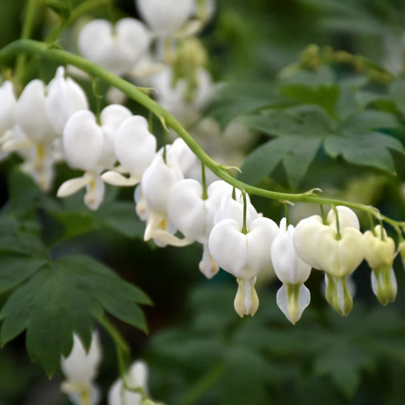 'Alba' Bleeding Heart White