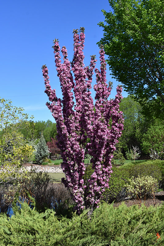 'Purple Spire' Flowering Crab (Jefspire)