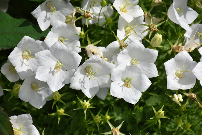 'White Clips' Bellflower