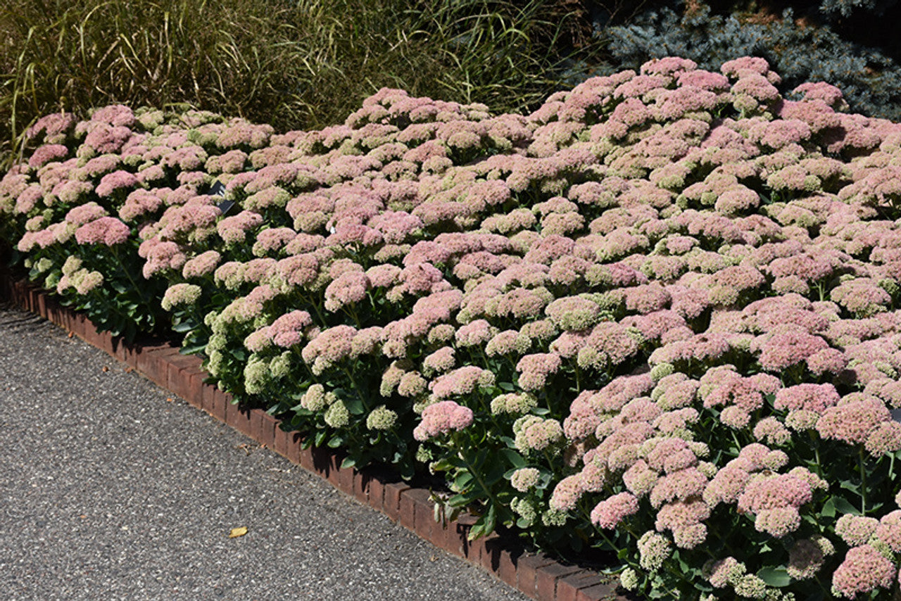 'Autumn Fire' Stonecrop