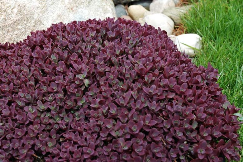 Sunsparkler 'Firecracker' Stonecrop