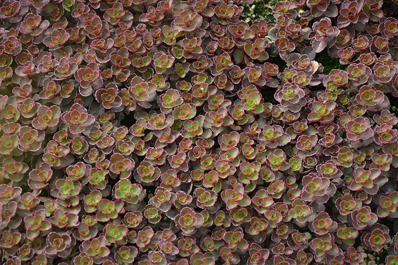 'Bronze Carpet' Stonecrop Groundcover