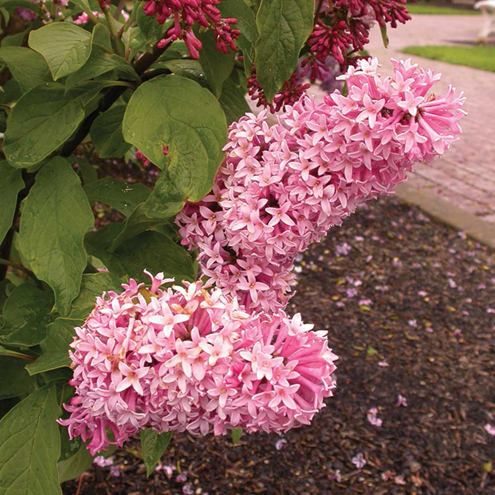 'Miss Canada' Lilac