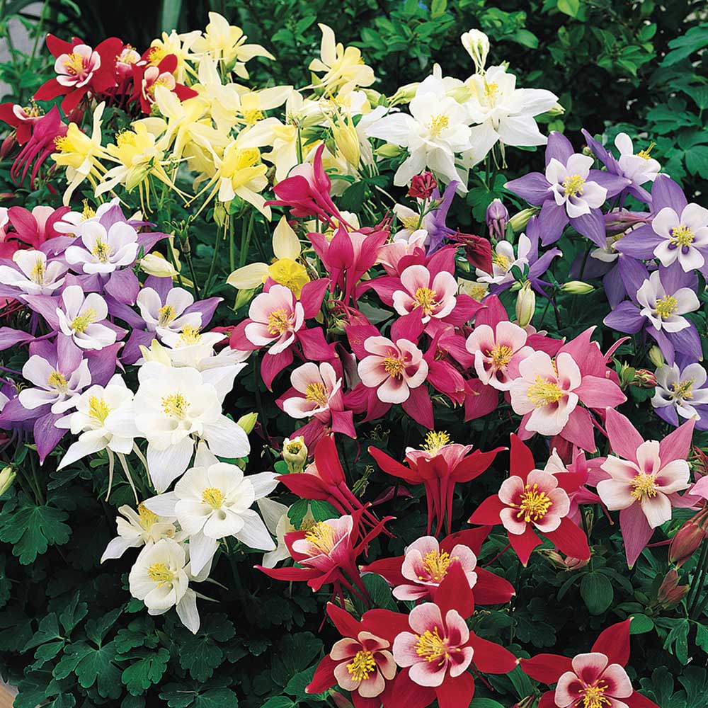 'Origami Mix' Columbine