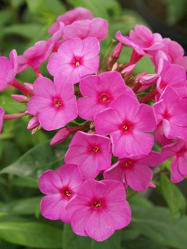 Flame Pink Garden Phlox