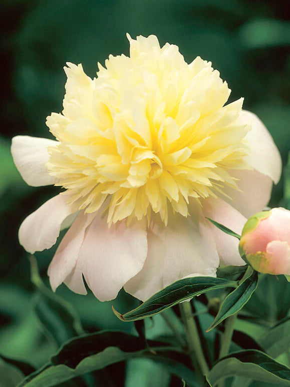 'Primevère' Peony Double Yellow