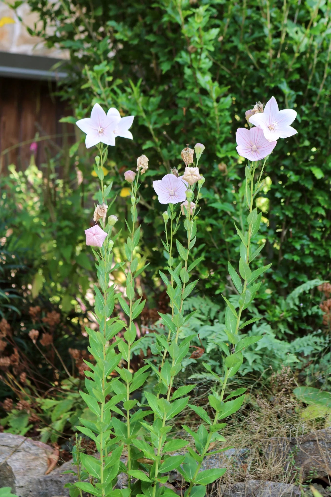 'Fuji Pink' Balloon Flower