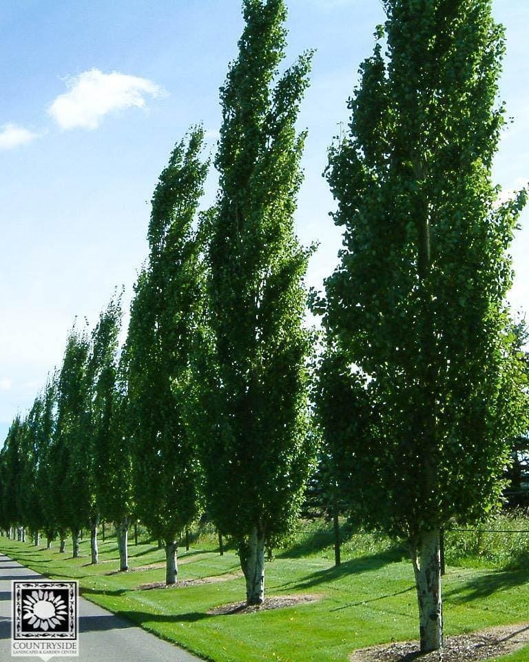 'Prairie Sky' Poplar Rooted Plugs (25 trees per bag)