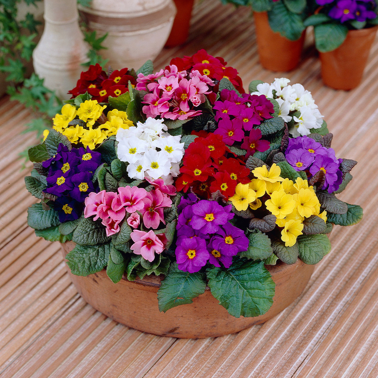 'Wanda' Primrose