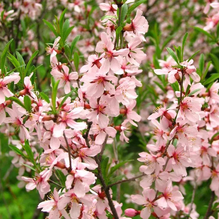 Flowering Almond