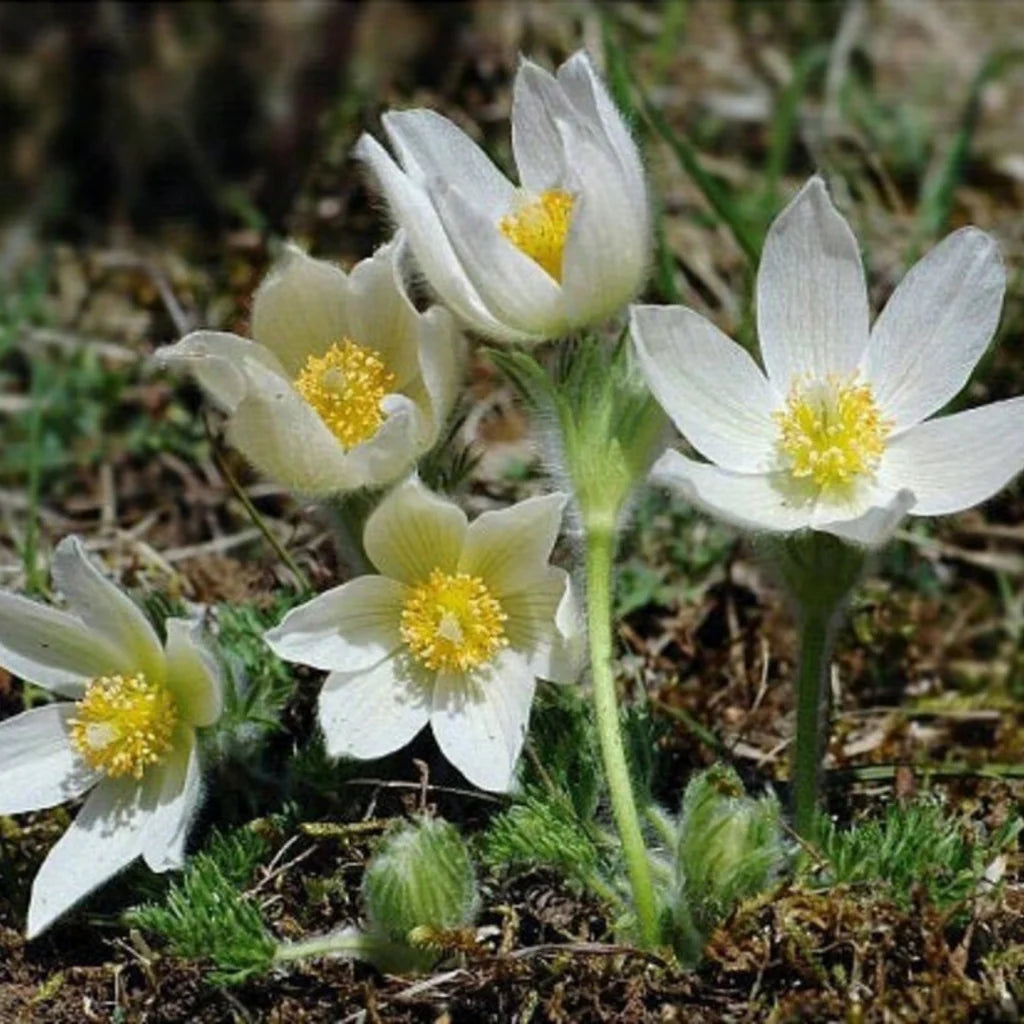 'Papageno' Pasque Flower / Crocus