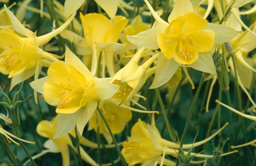 'Yellow Queen' Columbine
