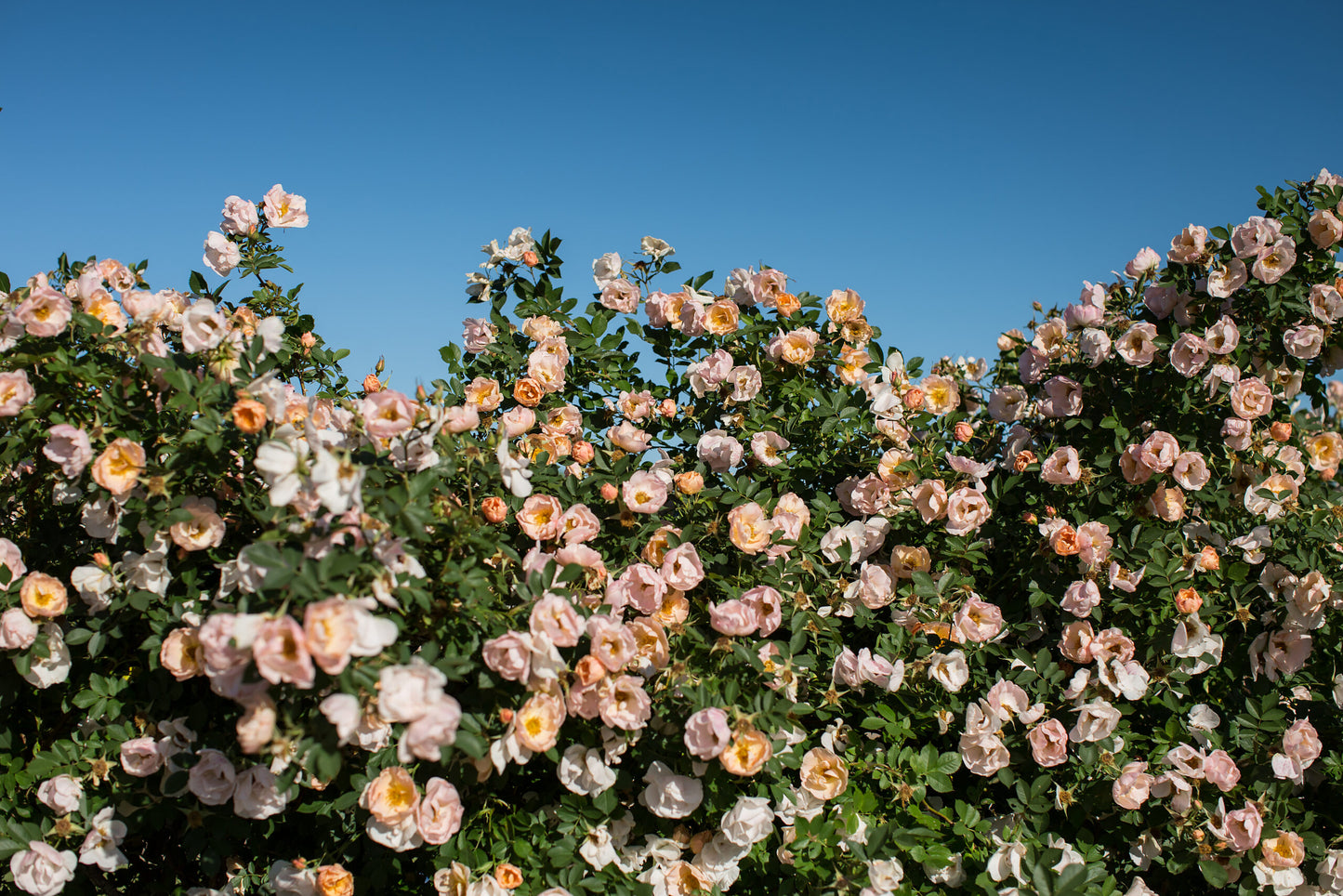 'Above and Beyond' Climbing Rose