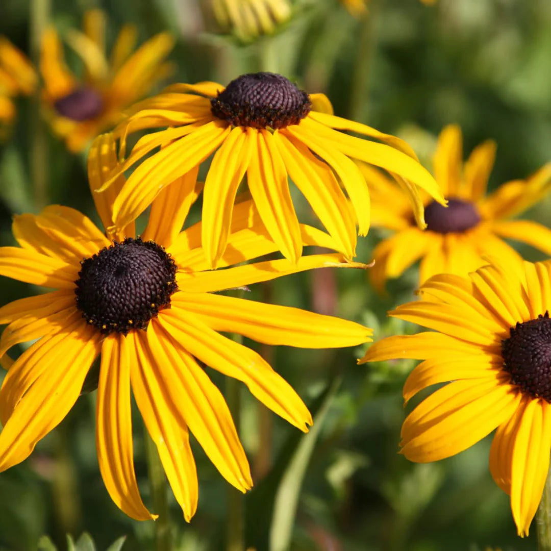 'Goldsturm' Black Eyed-Susan