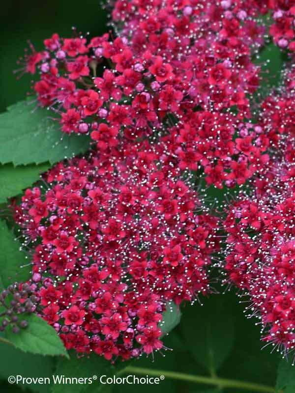 Spiraea - Double Play Doozie 'Red'