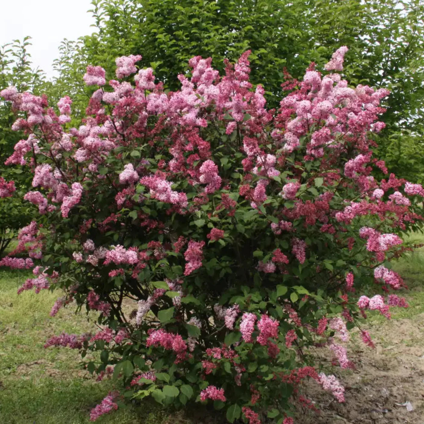 'Miss Canada' Lilac