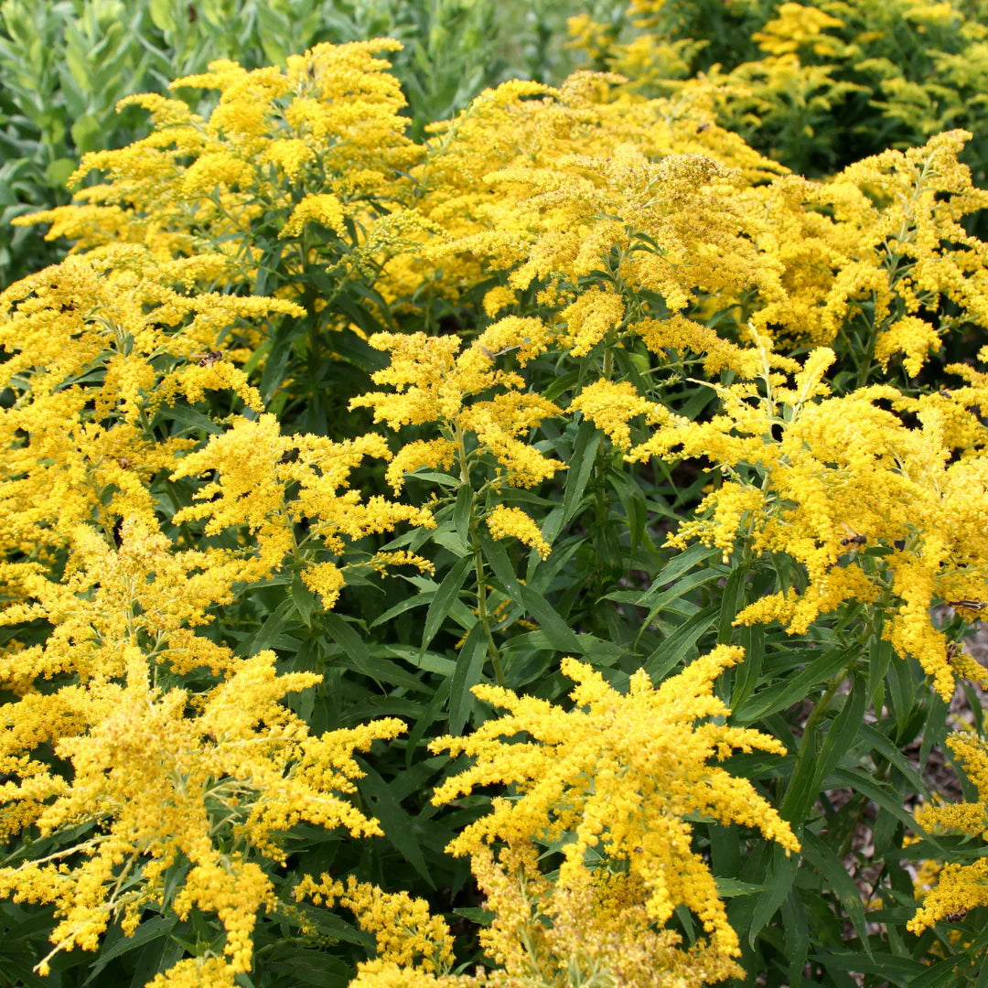 'Little Miss Sunshine' Goldenrod