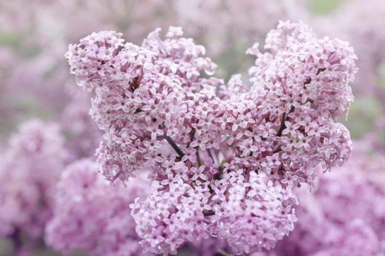 'Dwarf Korean' Lilac
