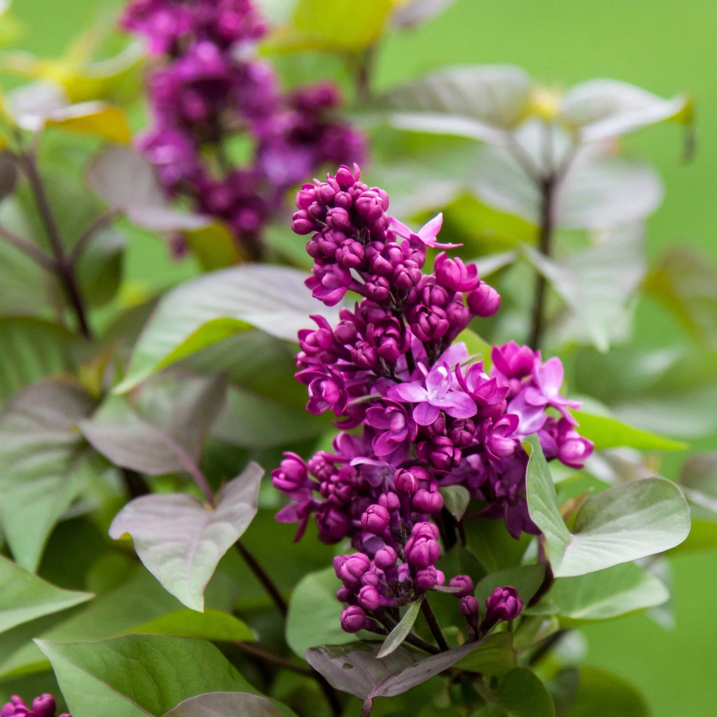 'Virtual Violet' Lilac