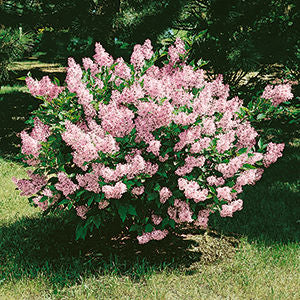 'Miss Kim' Lilac