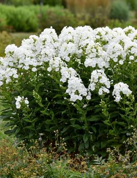 Flame White Garden Phlox