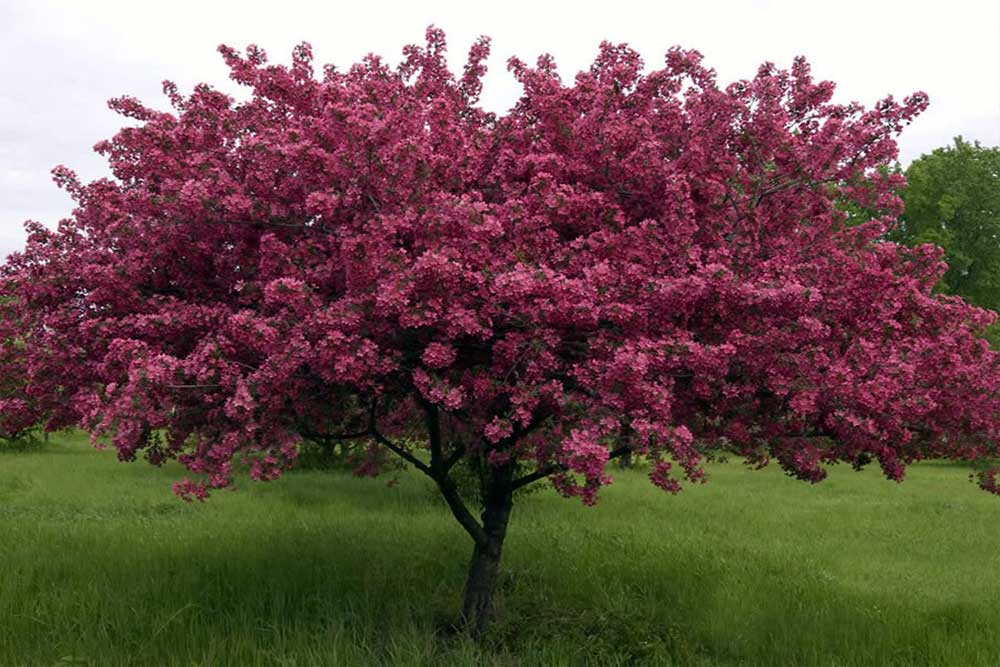 'Thunderchild' Flowering Crab