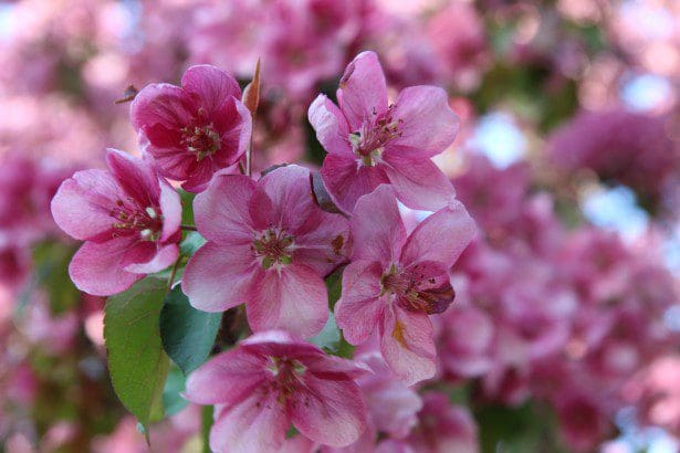 'Thunderchild' Flowering Crab