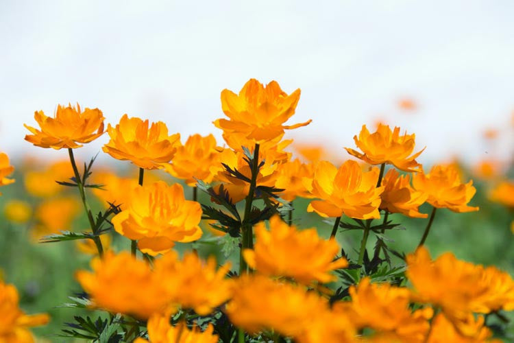 'Orange Princess' Globe Flower