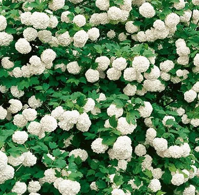 Common Snowball