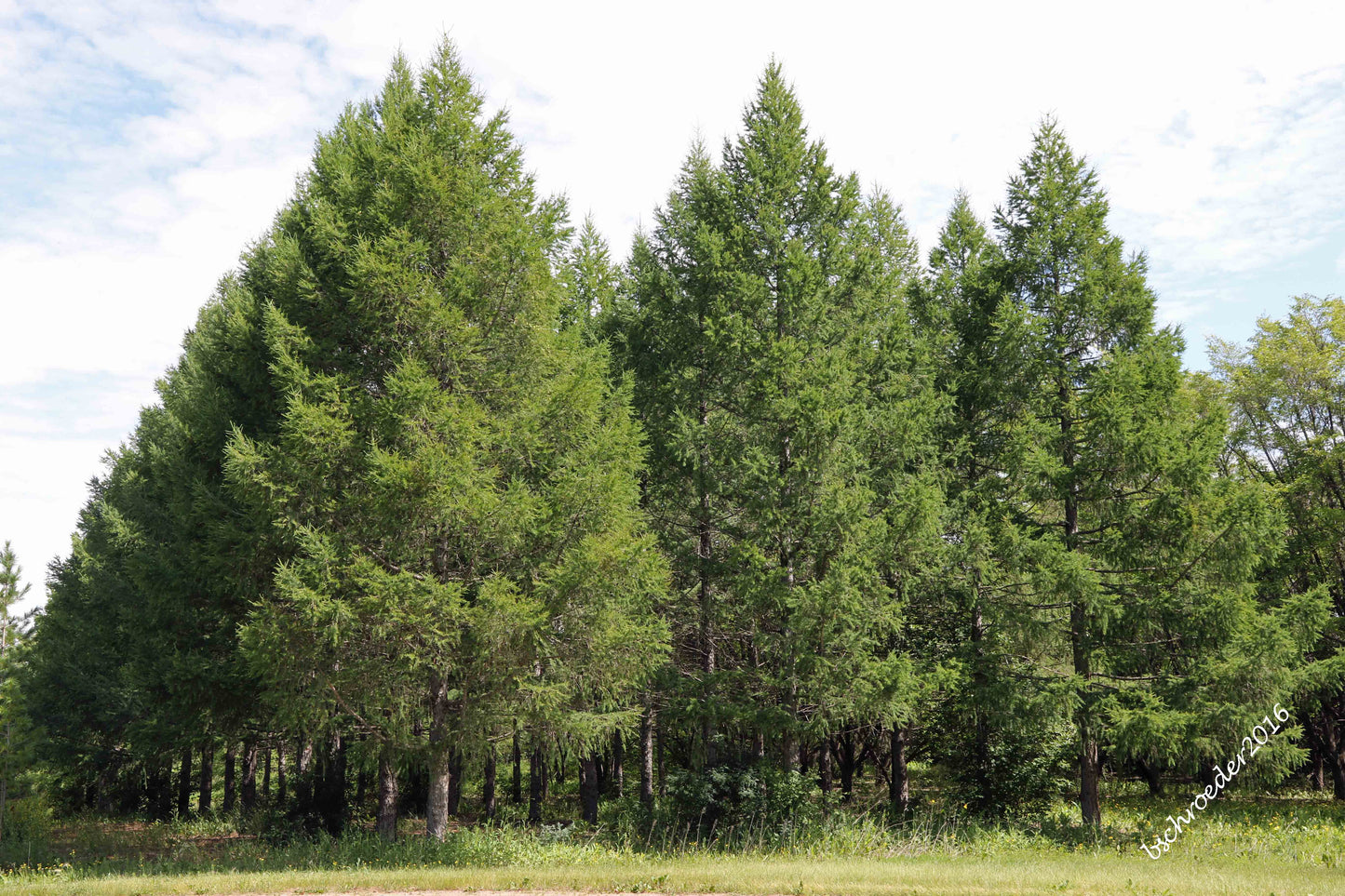 Siberian Larch 2 gal