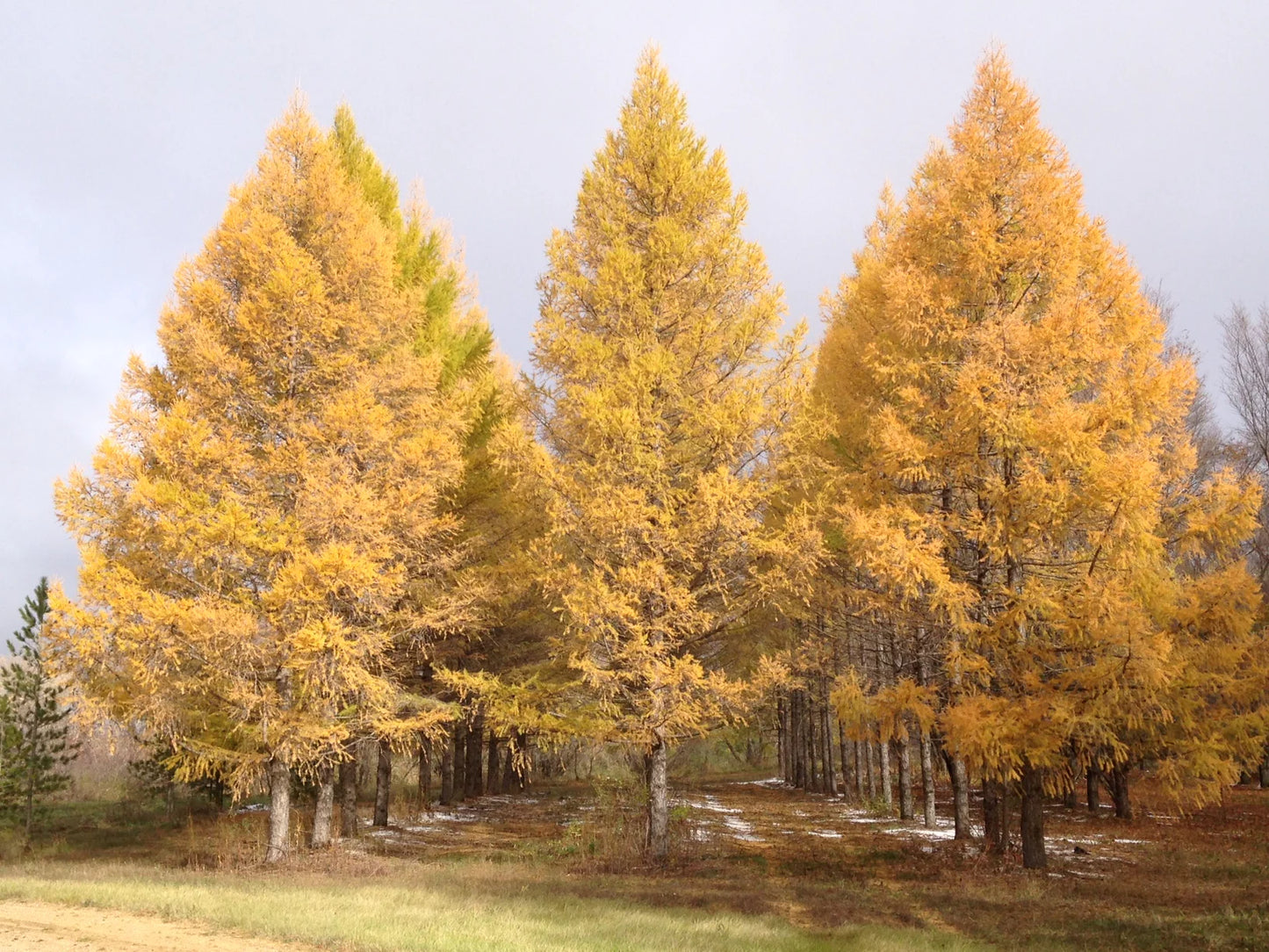 Siberian Larch 2 gal