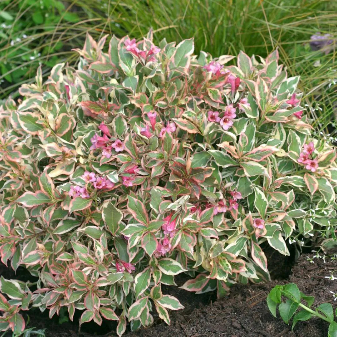 Weigela 'My Monet Purple Effect'
