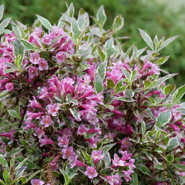 Weigela 'My Monet Purple Effect'