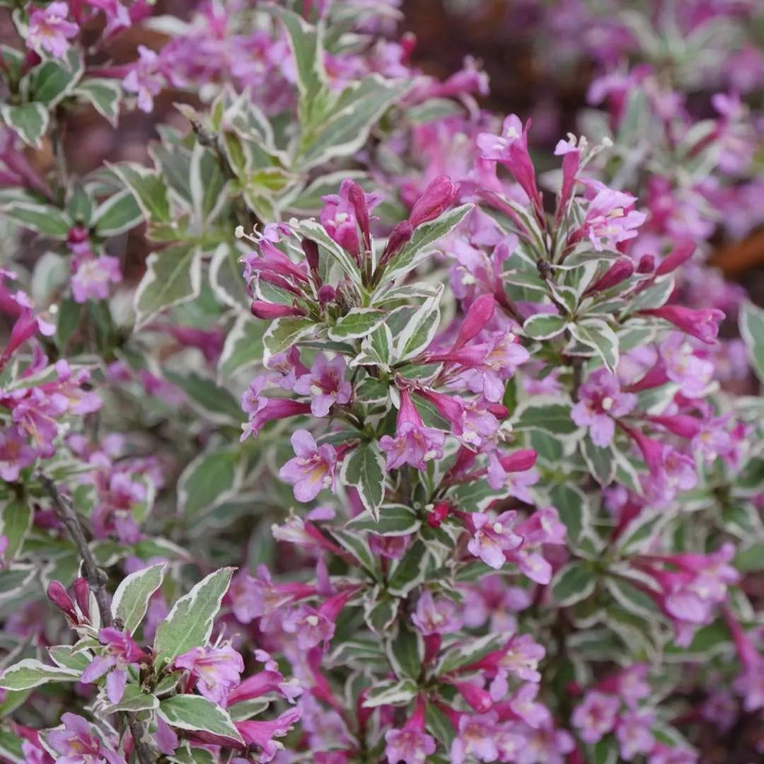 Weigela 'My Monet Purple Effect'
