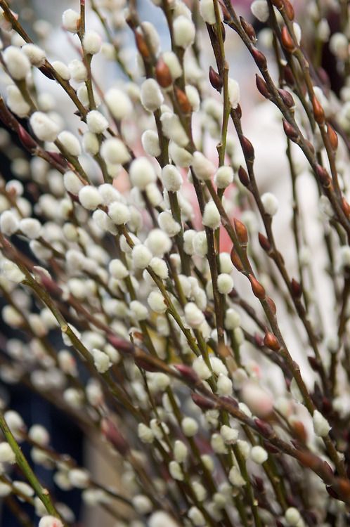 Native Pussy Willow
