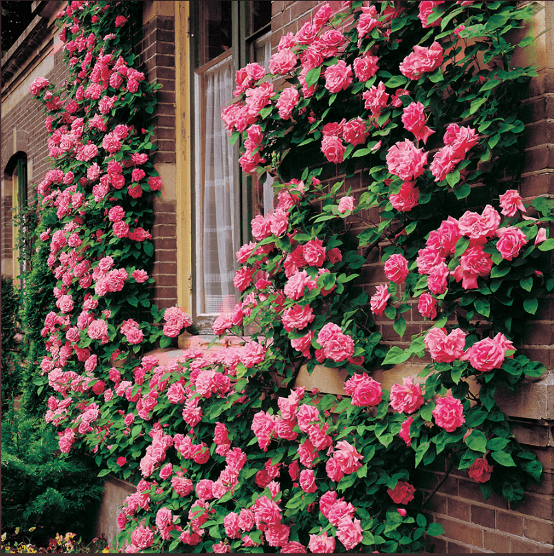 'John Cabot' Climbing Rose