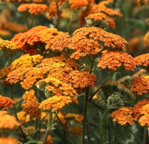 'Terracotta' Yarrow